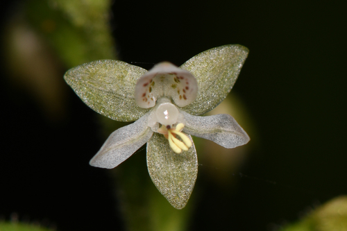 Cranichis diphylla