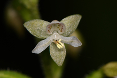 Cranichis diphylla