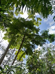 Cecropia schreberiana
