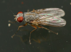 Coenosiinae