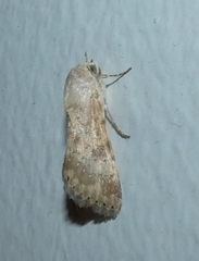 Heliothis nubigera