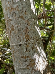 Cecropia schreberiana