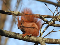 Sciurus vulgaris