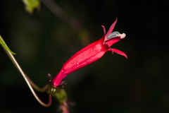 Centropogon costaricae image