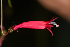 Centropogon costaricae