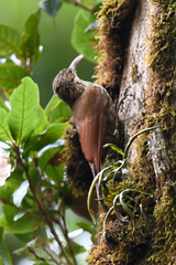Lepidocolaptes affinis