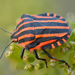 European Striped Shield Bug - Photo (c) Ivar Leidus, some rights reserved (CC BY-SA)