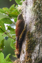 Lepidocolaptes affinis