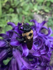 Xylocopa virginica
