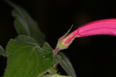 Siphocampylus nematosepalus