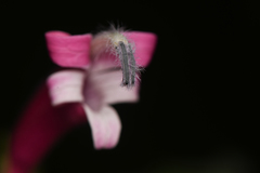 Siphocampylus nematosepalus