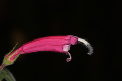 Siphocampylus nematosepalus