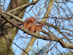 Sciurus vulgaris