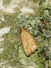 Acompsia schmidtiellus