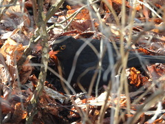 Turdus merula