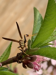 Polistes exclamans