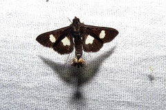 Diaphania exclusalis