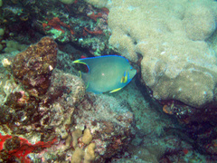 Holacanthus bermudensis