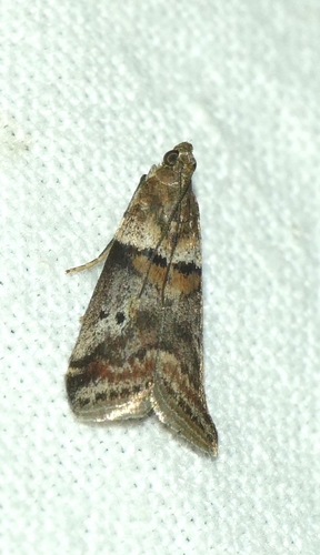 Acrobasis consociella