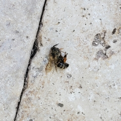 Apis mellifera