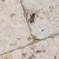 Apis mellifera