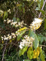 Trichostigma octandrum