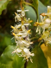 Trichostigma octandrum