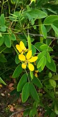 Senna surattensis