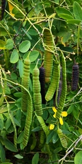 Senna surattensis