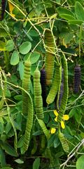 Senna surattensis