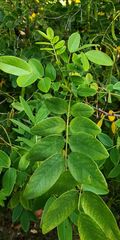 Senna surattensis