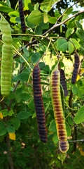 Senna surattensis