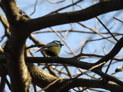 Parus major