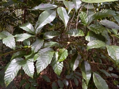 Paullinia pinnata