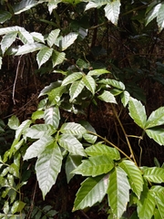 Paullinia pinnata