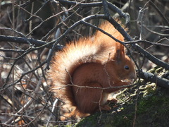 Sciurus vulgaris