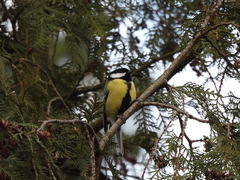 Parus major