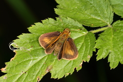 Anthoptus epictetus