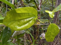 Passiflora intricata