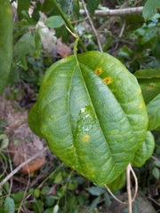 Passiflora intricata