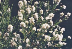 Prostanthera striatiflora
