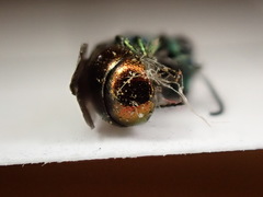 Pseudomalus triangulifer