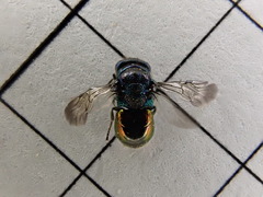 Pseudomalus triangulifer