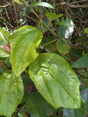 Passiflora intricata
