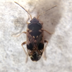 Lethaeini