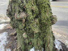 Ulota crispa