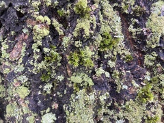 Ulota crispa