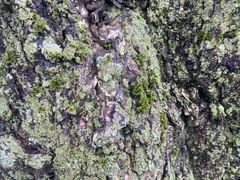 Ulota crispa