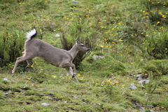 Odocoileus virginianus peruvianus