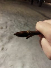 Aesculus hippocastanum